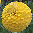 Цветок Цинния лиллипут Жёлтая (0,4 гр.)