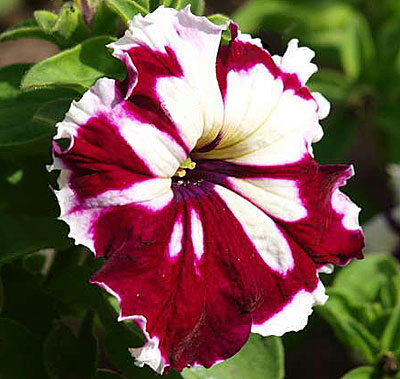 Цветок Петуния Кан Кан бургунди (грандифлора) 10 шт.