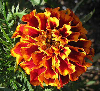Цветок Бархатцы Болеро (махровые, отклоненные) 0,4 гр.