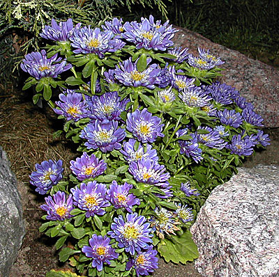Цветок Астра Пиноккио Синяя (низкорослая) 0,2 гр.