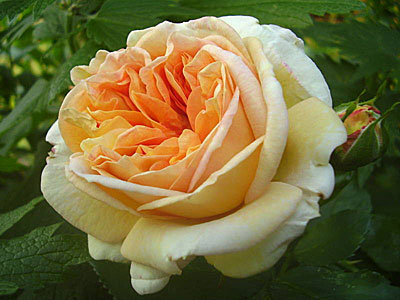 Роза Алхимист (плетистая)