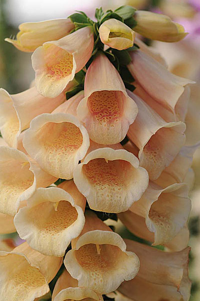 Цветок Наперстянка Абрикосовая Красавица (0,1 гр.)