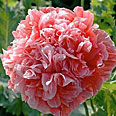 Цветок Папавер пионовидный Сальса (0,1 гр.)