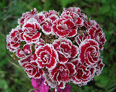 Цветок Гвоздика турецкая Супер Дуплекс (махровая смесь) 0,3 гр