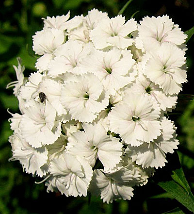 Цветок Гвоздика турецкая Белая королева (0,5 гр.)