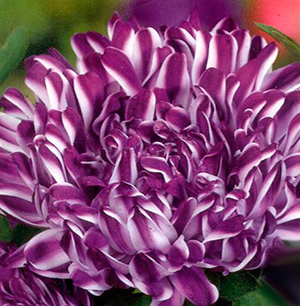 Цветок Астра низкорослая Контрастер Виолет (0,1 гр.)