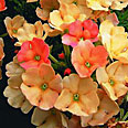 Цветок Вербена Санта-Каталина (абрикосово-розовая) 0,1 гр.