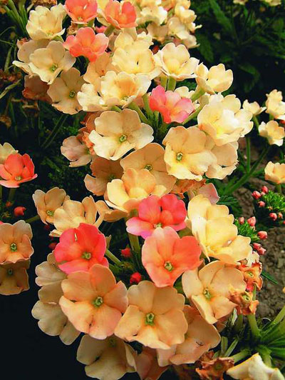 Цветок Вербена Санта-Каталина (абрикосово-розовая) 0,1 гр.