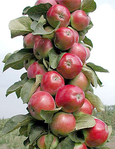 Яблоня колонновидная Джин (осенний сорт)