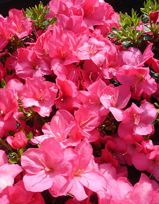 Азалия японская Анук (цветки розовые)
