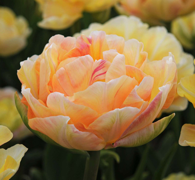 Тюльпан многоцветковый Чармин Леди (в упаковке 5 луковиц)