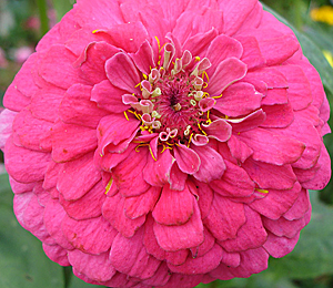 Цветок Цинния георгиноцветковая Волшебная роза (0,4 гр.)