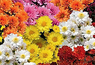 Цветок Хризантема Корейская смесь (0,05 гр.)