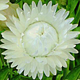 Цветок Гелихризум Королевский размер (серебристо-белый) 0,1 гр
