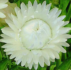 Цветок Гелихризум Королевский размер (серебристо-белый) 0,1 гр