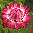 Цветок Гелихризум Королевский размер красный (0,1 гр.)