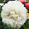 Цветок Папавер пионовидный Мамба (0,1 гр.)