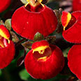 Цветок Кальцеолярия Дэинти красная (5 шт.)