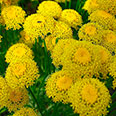 Цветок Сантолина Кипарисовая Желтая (0,02 гр.)