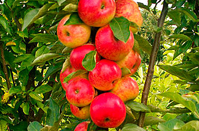 Яблоня колонновидная Арбат (осенний сорт)