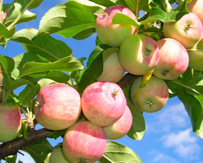 Яблоня карликовая Приземленное (осенний сорт)