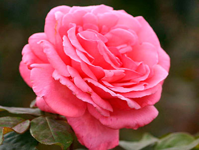 Роза Паризе Шарм (чайно-гибридная)