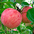 Яблоня Коричное полосатое (раннеосенний сорт)