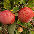 Яблоня Осеннее полосатое (Штрейфлинг) (осенний сорт)