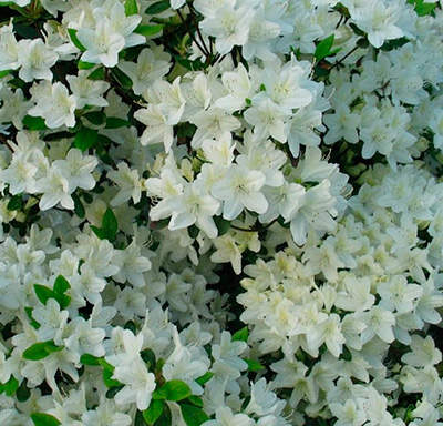 Азалия японская Гейша Вайт (цветки белые)