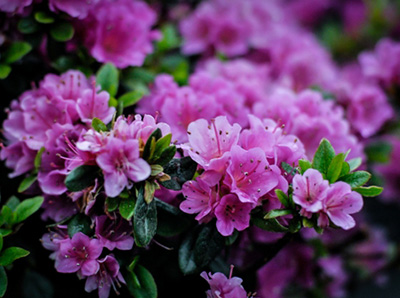 Азалия японская Гейша Пепл (цветки фиолетовые)