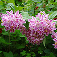 Дейция великолепная Турбилон Руж (цветки ярко-розовые)