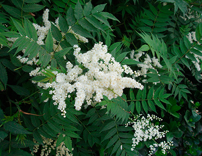 Рябинник рябинолистный (цветки белые, листья перистые)