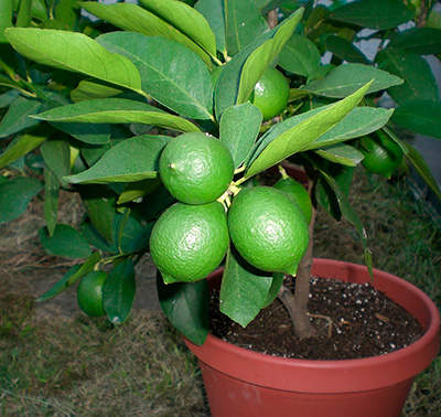 Цитрус Лайм Таити (плоды желтые)