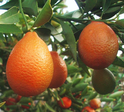 Цитрус Оранжекват (плоды оранжевые)