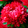 Цветок Астра Красный ковёр (низкорослая) 0,2 гр.