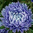 Цветок Астра Синий ковёр (низкорослая) 0,2 гр.