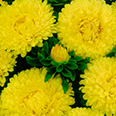 Цветок Астра Жёлтый ковёр (низкорослая) 0,2 гр.