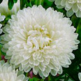 Цветок Астра Белый ковёр (низкорослая) 0,2 гр.