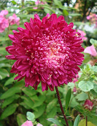 Цветок Астра Анита (помпонная, густо-красная) 0,2 гр.
