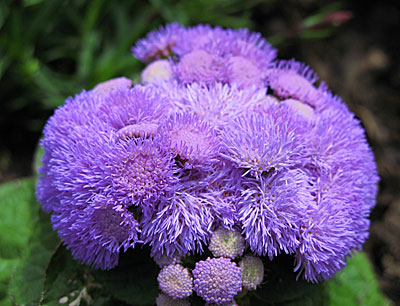 Цветок Агератум Голубая Сказка (0,1 гр.)