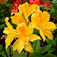 Азалия моллис Арпег (цветки жёлтые)