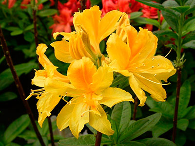 Азалия моллис Арпег (цветки жёлтые)