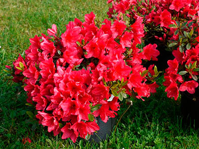Азалия японская Арабеск (цветки карминно-красные)