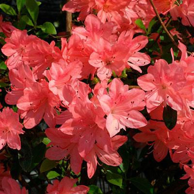 Азалия японская Блаувс Пинк (цветки розовые)