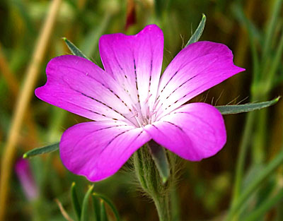 Цветок Агростемма Аврора (0,1 гр.)