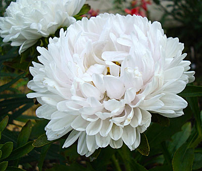 Цветок Астра Белые лебеди (пионовидная) 0,2 гр.