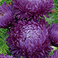 Цветок Астра Графиня (пионовидная, пурпурно-лиловая) 0,2 гр.