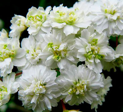 Спирея кантонская Ланциата (цветки белые, махровые)