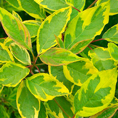 Дерен белый Шпети (лист желто-зелёный)
