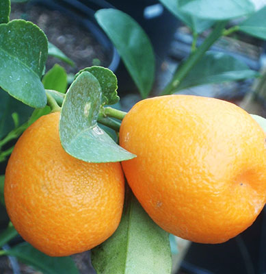 Цитрус Кумкват Фукушу (плоды оранжевые)